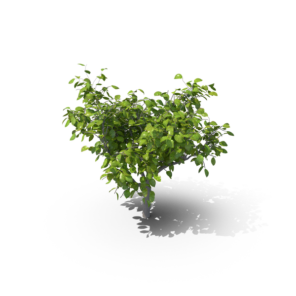 Lemon Tree PNG & PSD Images Lemon Tree PNG & PSD Images