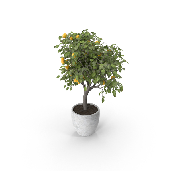 Lemon Tree PNG Images & PSDs for Download | PixelSquid - S111828930