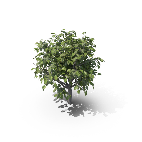 Lemon Tree without Lemons PNG & PSD Images Lemon Tree without Lemons PNG & PSD Images