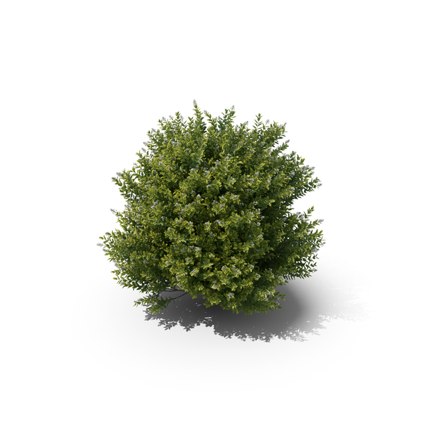 Ligustrum Ovalifolium Blossom Bush PNG & PSD Images Ligustrum Ovalifolium Blossom Bush PNG & PSD Images