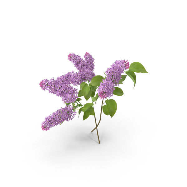 Lilac PNG & PSD Images Lilac PNG & PSD Images