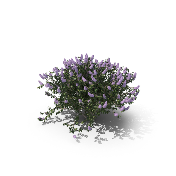 Lilac PNG Images & PSDs for Download | PixelSquid - S11150512E