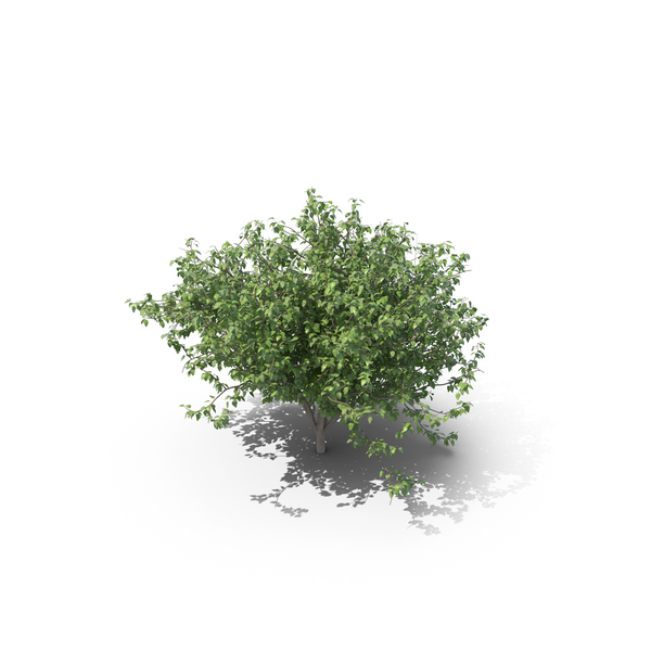 Lilac Bush PNG & PSD Images Lilac Bush PNG & PSD Images
