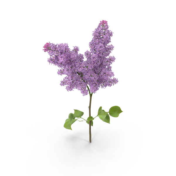 Lilac PNG & PSD Images Lilac PNG & PSD Images