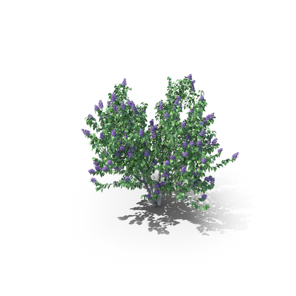 Lilac Syringa Bush PNG & PSD Images