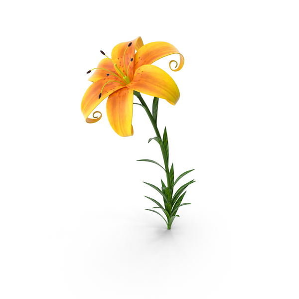 Lily PNG & PSD Images Lily PNG & PSD Images