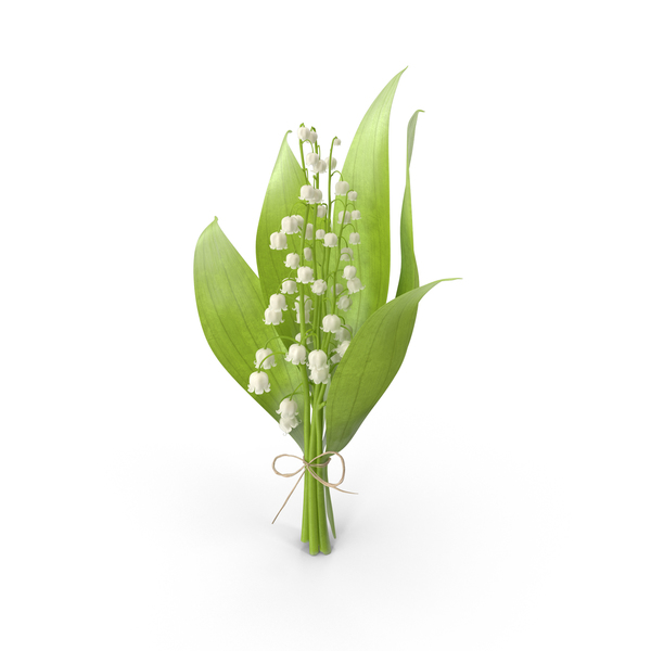 Lily of the Valley PNG & PSD Images Lily of the Valley PNG & PSD Images