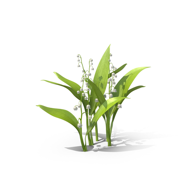 Lily of the Valley PNG & PSD Images Lily of the Valley PNG & PSD Images