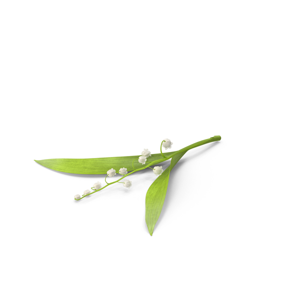 Lily of the Valley PNG & PSD Images Lily of the Valley PNG & PSD Images