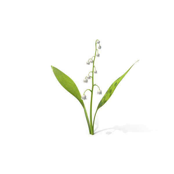 Lily of the Valley PNG & PSD Images Lily of the Valley PNG & PSD Images