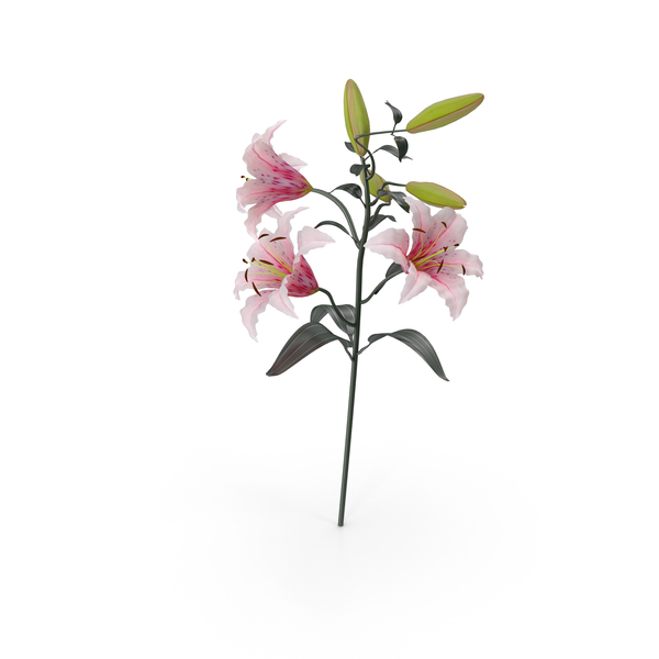 Bouquet: Lily Pink PNG & PSD Images Bouquet: Lily Pink PNG & PSD Images