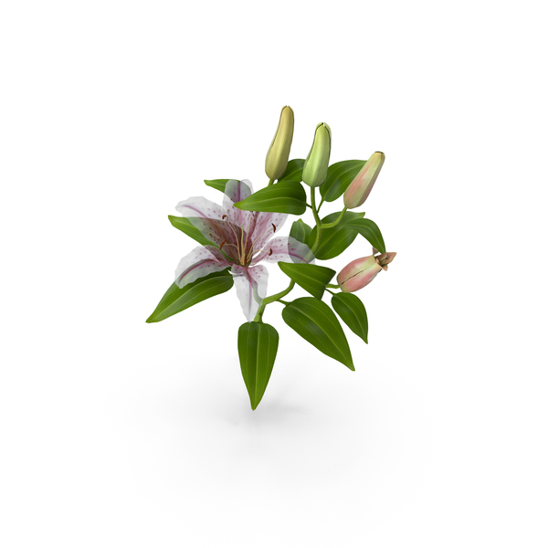Bouquet: Lily Pink PNG & PSD Images