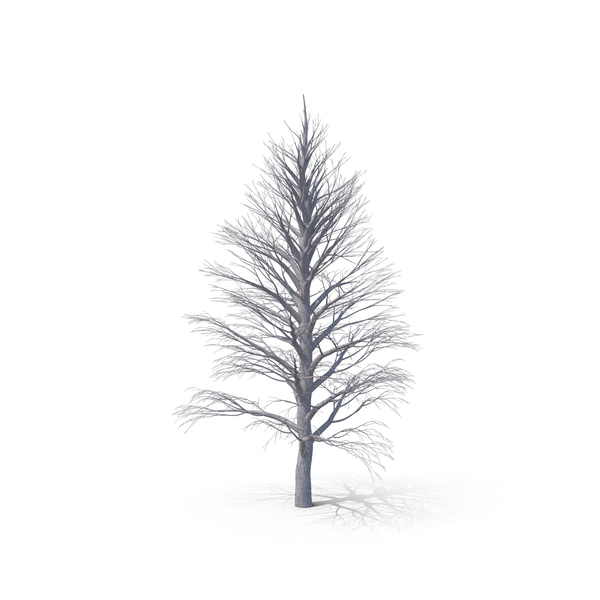 Tree: Linden Bare PNG & PSD Images Tree: Linden Bare PNG & PSD Images