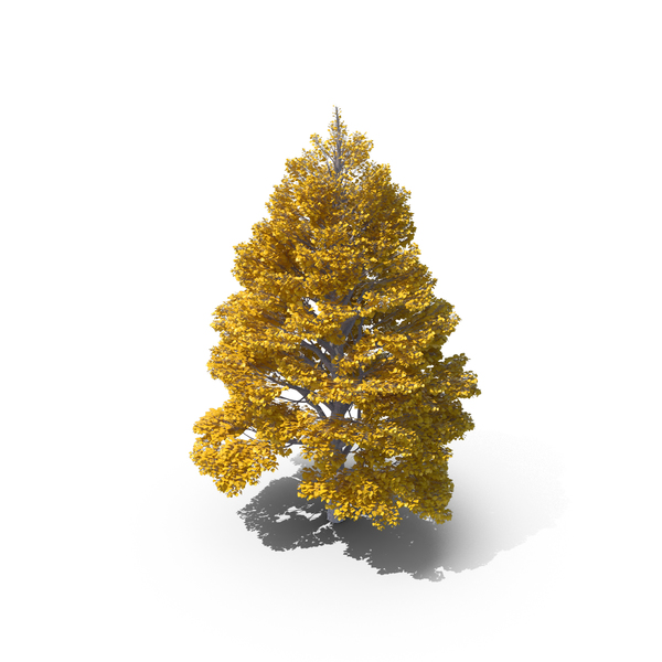 Tilia: Linden Tree Autumn Yellow PNG & PSD Images Tilia: Linden Tree Autumn Yellow PNG & PSD Images