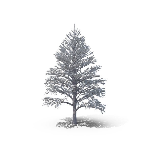Tilia: Linden Tree PNG & PSD Images Tilia: Linden Tree PNG & PSD Images