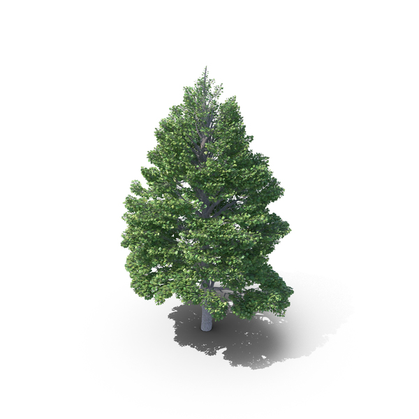 Tilia: Linden Tree PNG & PSD Images Tilia: Linden Tree PNG & PSD Images