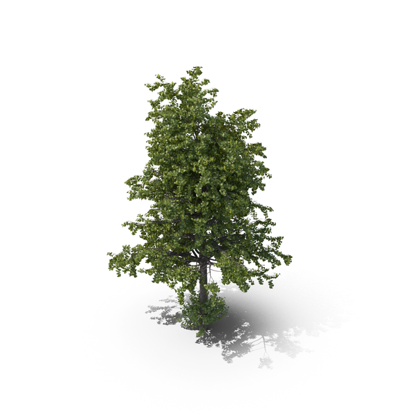 Tilia: Linden Tree PNG & PSD Images Tilia: Linden Tree PNG & PSD Images