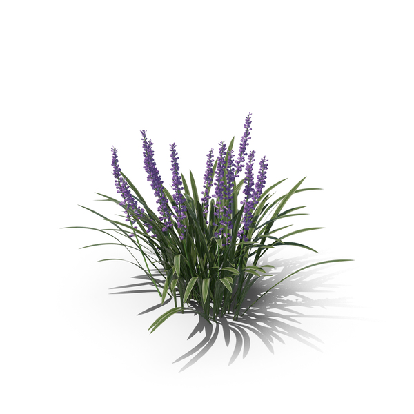 Variegata PNG Images & PSDs for Download | PixelSquid
