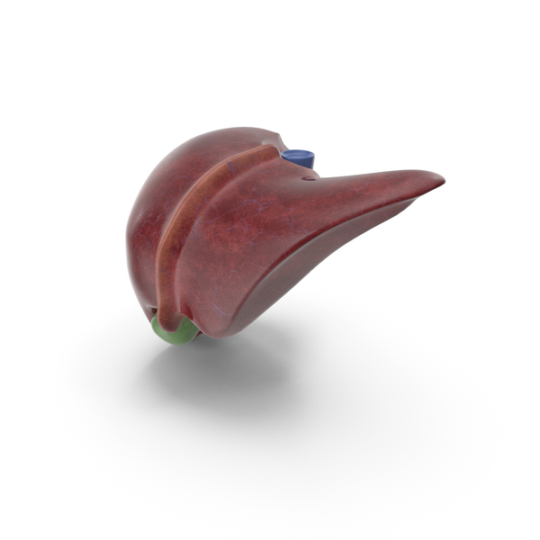 Liver PNG & PSD Images