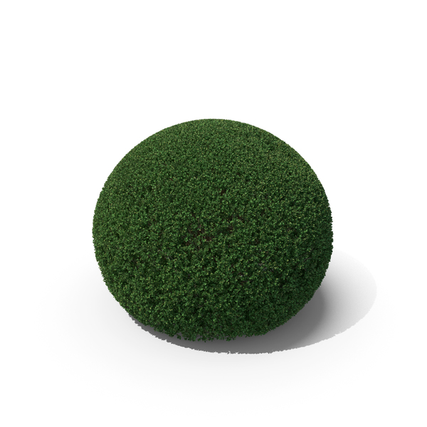 Fern: Llex Crenata PNG & PSD Images Fern: Llex Crenata PNG & PSD Images