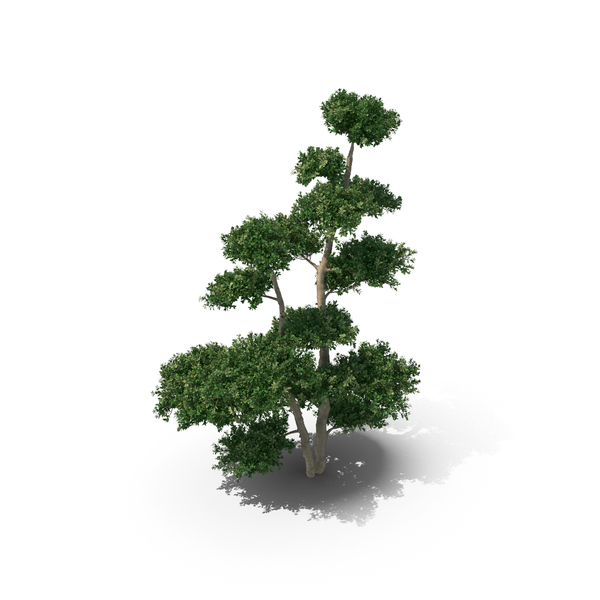 Fern: Llex Crenata PNG & PSD Images Fern: Llex Crenata PNG & PSD Images