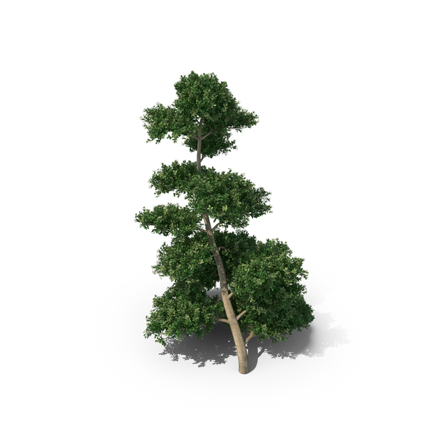 Fern: Llex Crenata PNG & PSD Images Fern: Llex Crenata PNG & PSD Images