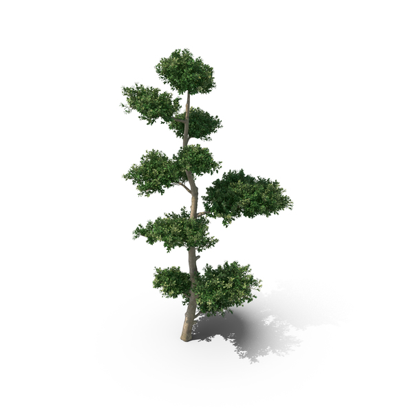 Fern: Llex Crenata PNG & PSD Images Fern: Llex Crenata PNG & PSD Images