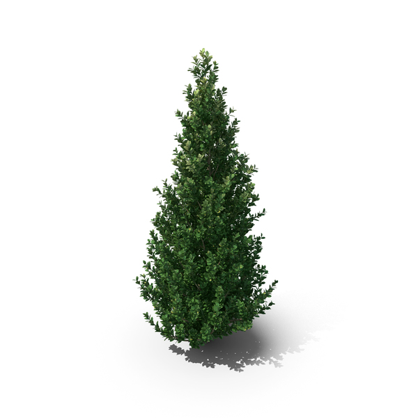 Fern: Llex Crenata PNG & PSD Images Fern: Llex Crenata PNG & PSD Images