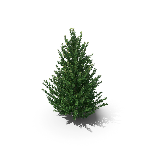 Fern: Llex Crenata PNG & PSD Images Fern: Llex Crenata PNG & PSD Images