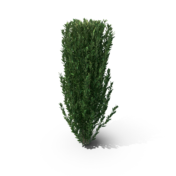 Fern: Llex Crenata PNG & PSD Images Fern: Llex Crenata PNG & PSD Images