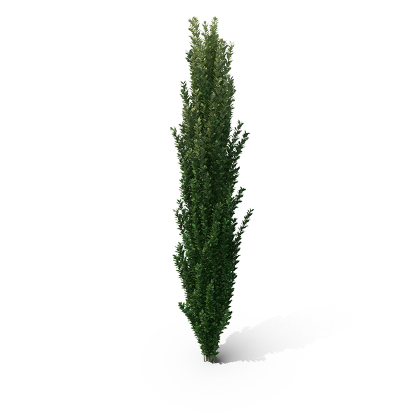 Fern: Llex Crenata PNG & PSD Images Fern: Llex Crenata PNG & PSD Images