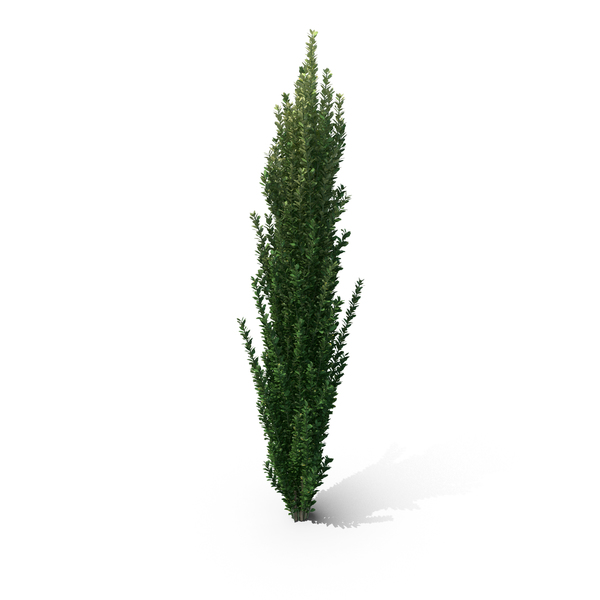 Fern: Llex Crenata PNG & PSD Images Fern: Llex Crenata PNG & PSD Images