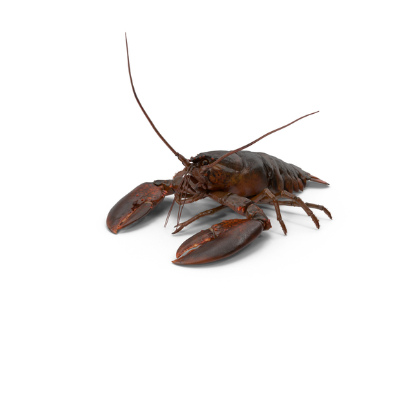 Lobster PNG & PSD Images Lobster PNG & PSD Images