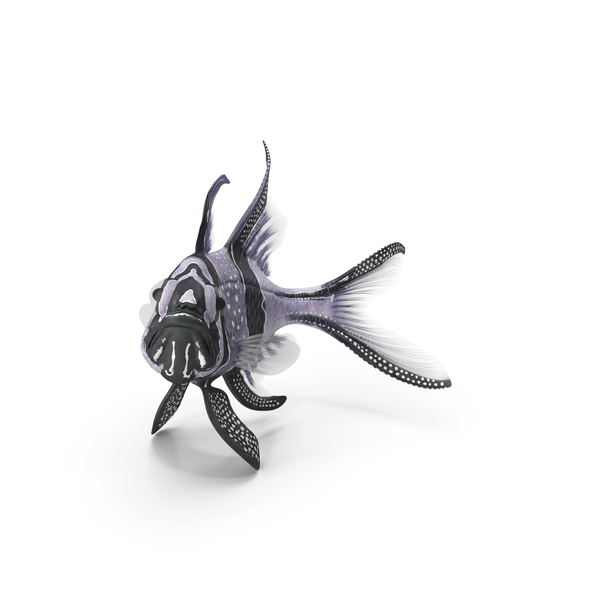 Longfin Cardinalfish PNG & PSD Images Longfin Cardinalfish PNG & PSD Images