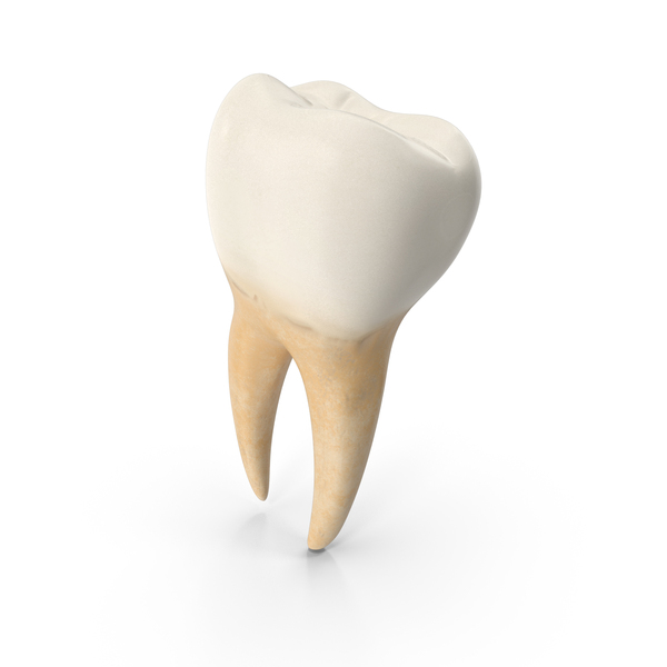 Lower Tooth Second Molar PNG & PSD Images Lower Tooth Second Molar PNG & PSD Images