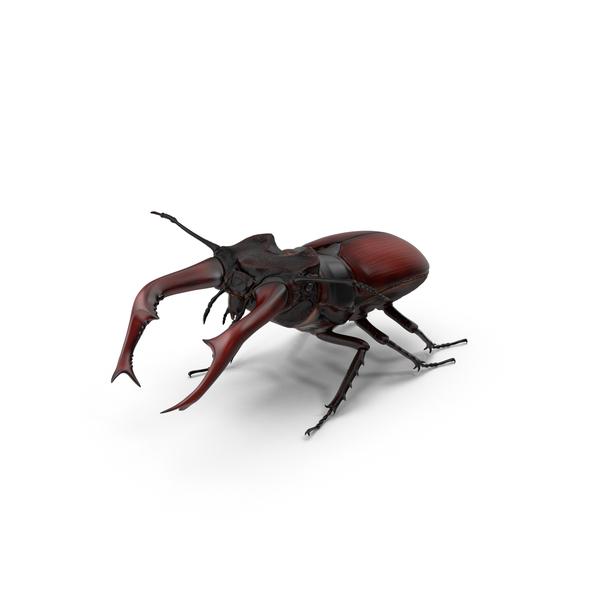 Lucanus Cervus PNG & PSD Images