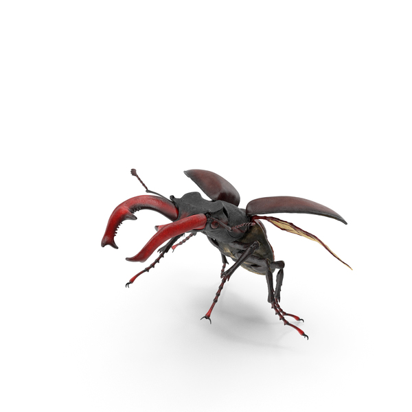 Lucanus Cervus Stag Beetle Flying PNG & PSD Images Lucanus Cervus Stag Beetle Flying PNG & PSD Images