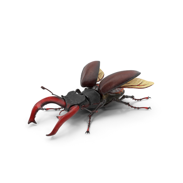 Lucanus Cervus Stag Beetle PNG & PSD Images