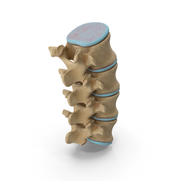 Spine: Lumbar Spinal Cord Column Backbone PNG & PSD Images Spine: Lumbar Spinal Cord Column Backbone PNG & PSD Images