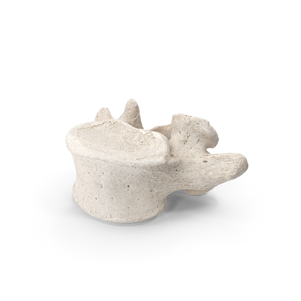 Spine: Lumbar Vertebrae L1 to L5 White PNG & PSD Images Spine: Lumbar Vertebrae L1 to L5 White PNG & PSD Images