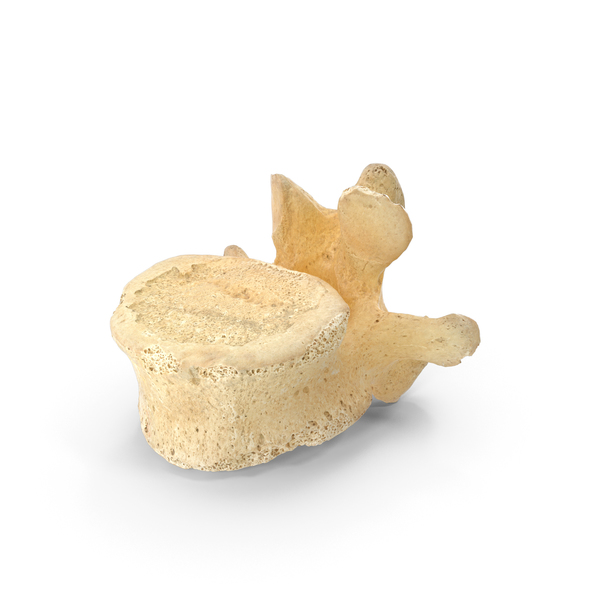 Spine: Lumbar Vertebrae PNG & PSD Images Spine: Lumbar Vertebrae PNG & PSD Images