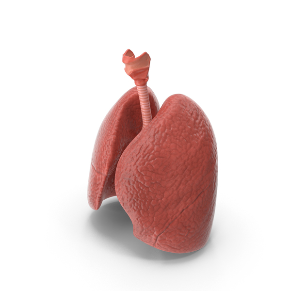 Lungs: Lung Anatomy PNG & PSD Images