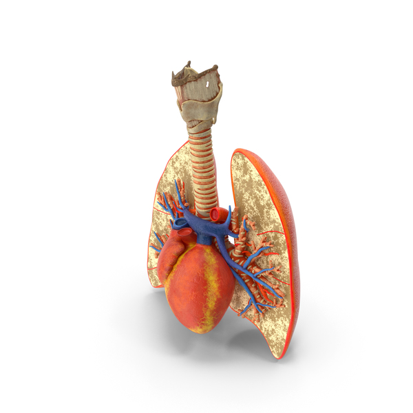 Cardiovascular System: Lungs Trachea and Heart PNG & PSD Images Cardiovascular System: Lungs Trachea and Heart PNG & PSD Images