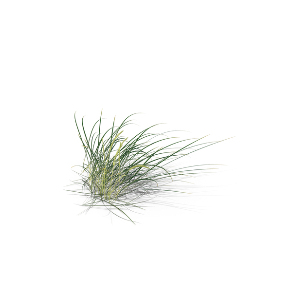 Grasses: Lyme Grass PNG & PSD Images Grasses: Lyme Grass PNG & PSD Images