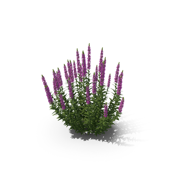 Flowering Plants: Lythrum Salicaria PNG & PSD Images Flowering Plants: Lythrum Salicaria PNG & PSD Images