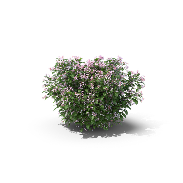 Flowering Plants: Madagascar Periwinkle PNG & PSD Images Flowering Plants: Madagascar Periwinkle PNG & PSD Images