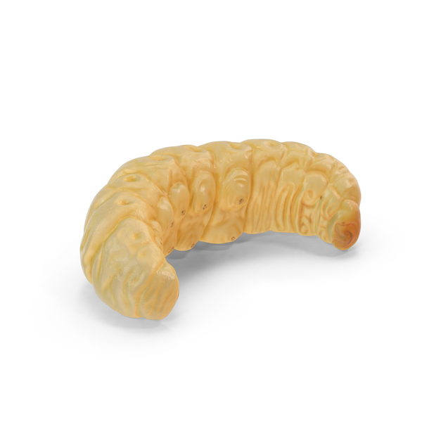 Maggot PNG & PSD Images