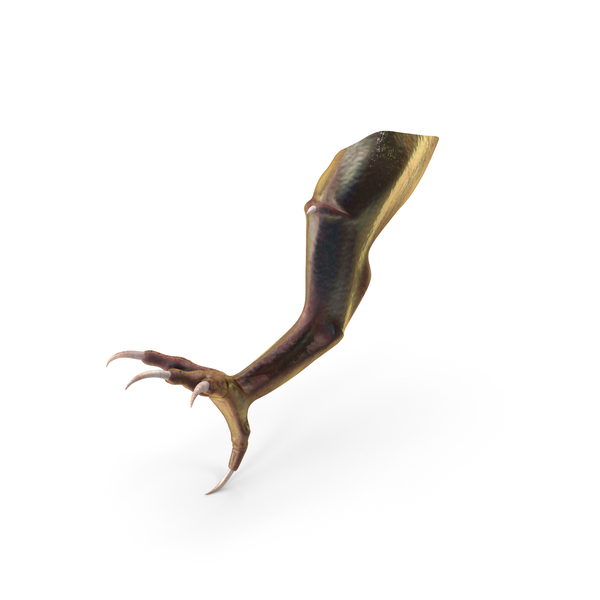 Dragon: Magical Creature Leg Claw PNG & PSD Images Dragon: Magical Creature Leg Claw PNG & PSD Images
