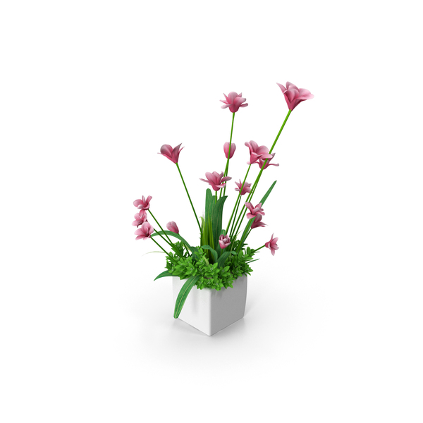 Flower: Magnolia in Pot PNG & PSD Images Flower: Magnolia in Pot PNG & PSD Images