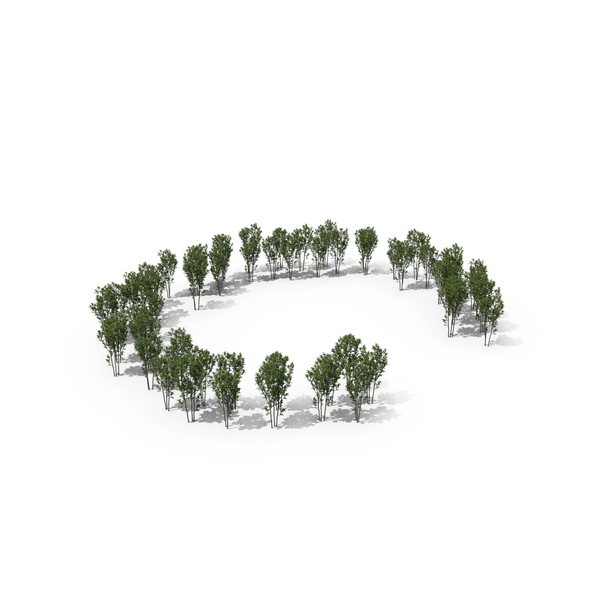 Language: Magnolia Liliflora Tree Letter C PNG & PSD Images